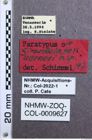 Etikett zu Priopus ambustus (Candèze, 1865)
